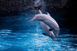 © fransuarez - fotografias de delfines en el agua