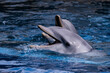 © fransuarez - fotografias de delfines en el agua