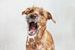 © Igor - funny angry wet dog with open mouth emotion on white background with water splash