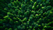 Background of trees, texture of pine trees, group of trees in a horizontal plane.
