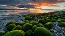 Mossy Rocks On The Shore At Sunrise