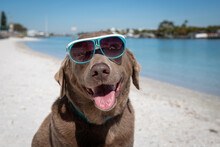 Portrait Of A Silver Labrador Retriever Sitting On Beach Wearing Sunglasses, Florida, USA
