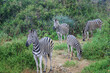 herd of zebras at the national park in south africa