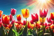 Sunny flower field. Spring season background. May floral bloom. Nature color. Tulip garden landscape. Light day park Bright sun blue sky. April leaf close up Fresh plant bulb grow. Green grass beauty.