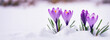 Winter day nature. First bud flower. Early spring crocus. Plant garden background. March snow melt. new green grass growth. beauty light floral leaf close up macro. april bloom. cold white frost ice.