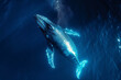 shot from above the whale in the underwater at night