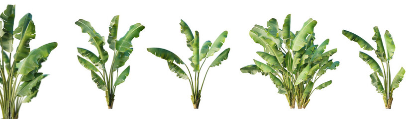 Poster - Set of musa balbisiana, wild banana plant isolated on white background with selective focus closeup. 3D render. 3D illustration.
