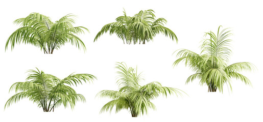 Poster - Set of chamaedorea elegans plant isolated on white background. 3D render. 3D illustration.

