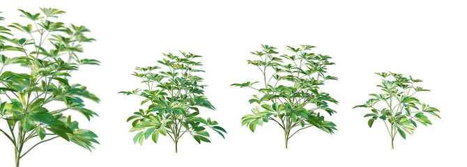Leinwandbilder - Set of schefflera arboricola plant isolated on white background with selective focus closeup. 3D render. 3D illustration.
