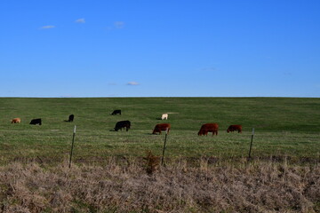 Canvas Print - Cows in a Farm Field