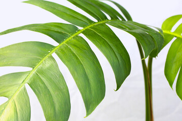 Wall Mural - Epipremnum pinnatum monstera plant leaves