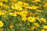 Fototapeta Dmuchawce - Beautiful yellow flowers on a green background. Garden with flowers, summer meadow