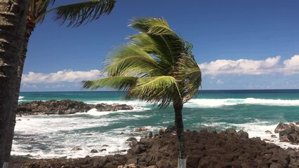 Canvas Print - Paradise summer view ocean, palm tree and blue sky