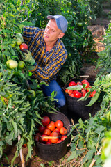 Wall Mural - Focused male farmer working on a plantation harvests ripe tomatoes by putting them in a bucket