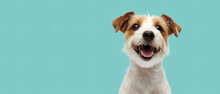 Funny Jack Russell Terrier Dog Face Emoticon Isolated On Blue Background.