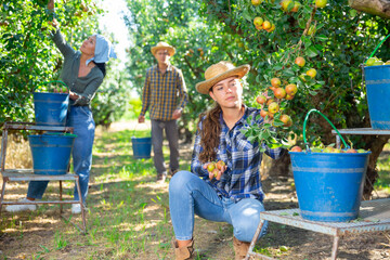 Wall Mural - Three workers picking green and pink pears in garden