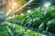 Hydroponics with artificial lighting