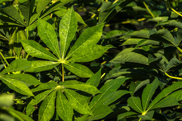 Wall Mural - Cassava or manioc plant field on the family farm in Brazil