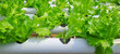 © ADP - Green leaf lettuce farm that plant as hydroponics method. Hydroponic of lettuce farm growing in greenhouse