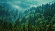 A dense forest filled with bright green pine trees. The forest looked lush and full of life. with a canopy of trees covering the sky