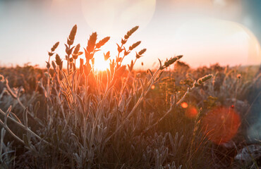 Canvas Print - Sunny meadow