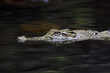 crocodile, a crocodile swimming in a river