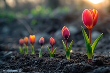 Young Tulips Line Up, Catching The Soft Light Of Dawn, Symbolizing New Beginnings.