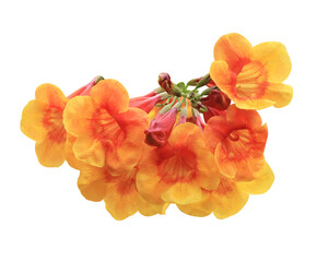 Wall Mural - Yellow elder or Trumpetbush or Yellow trumpet-flower or Yellow trumpetbush flowers. Close yellow-orange flowers bunch isolated on transparent background.