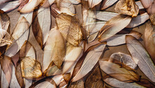 Nature Pattern Of Dry Petals, Transparent Leaves With Natural Texture As Natural Background