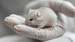 Wearing white gloves, a lab researcher embraces a tiny experimental mouse gingerly in her palm and space, Generative AI.