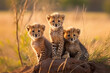 Baby Cheetahs stay together in nature