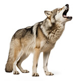 Fototapeta Zwierzęta - canadian wolf isolated on white background