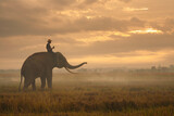 Fototapeta Zwierzęta - Asia Elephant in Thailand, Asia Elephants in Surin . Elephant hometown , Thailand