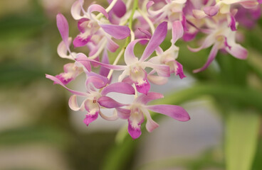 Canvas Print - Close-up of soft purple-white Dendrobium orchid flowers blooming in the tropical garden on a blurred green background.