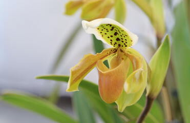 Poster - Close-up of yellow Paphiopedilum orchid flowers with brown dots blooming in the tropical garden on a blurred green background.