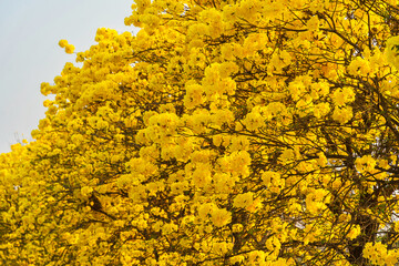 Wall Mural - Beautiful blooming Yellow Golden Tabebuia Chrysotricha flowers of the Yellow Trumpet that are blooming with the park in spring day in the garden and sunset sky background in Thailand.