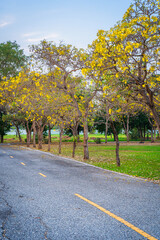 Wall Mural - Beautiful blooming Yellow Golden trumpet tree or Tabebuia aurea roadside of the Yellow that are blooming with the park in spring day in the garden and sunset sky background in Thailand.