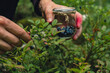 Man picking berries, process of collecting harvesting into glass jar in the forest. Bush of ripe wild blackberry in summer. Concept of organic locally grown blueberries, Seasonal bilberry countryside