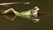 A Frog With Its Webbed Feet Dangling In The Water