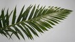 A lush, tropical palm leaf, precisely cut out and isolated on a plain background Generative AI