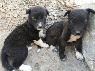 black and white puppies