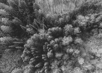 B/W trees from above