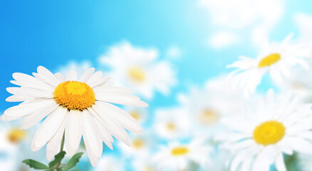 Aufkleber - Wild flowers of chamomile in a meadow on sunny nature spring background. Summer scene with camomile flower on blue sky backdrop. A picturesque colorful photo with a soft focus