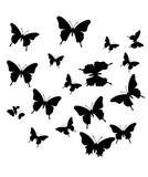 Fototapeta  - set of butterflies silhouettes