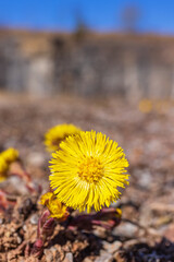 Wall Mural - Beautiful Tussilago farfara in early springtime