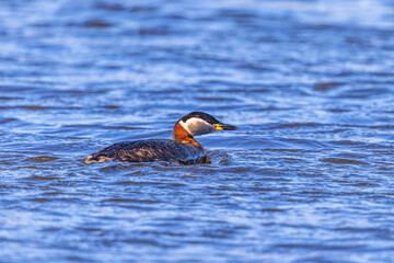 Poster - Red-necked grebe in the water