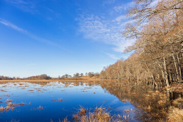 Canvas Print - View at a beautiful flooded wetland by a forest in springtime