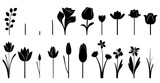Fototapeta  - silhouettes of tulips