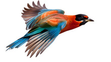 Colorful Pretty Bird In Motion On Transparent Background. PNG File
