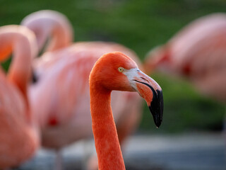 Canvas Print - Flamingo